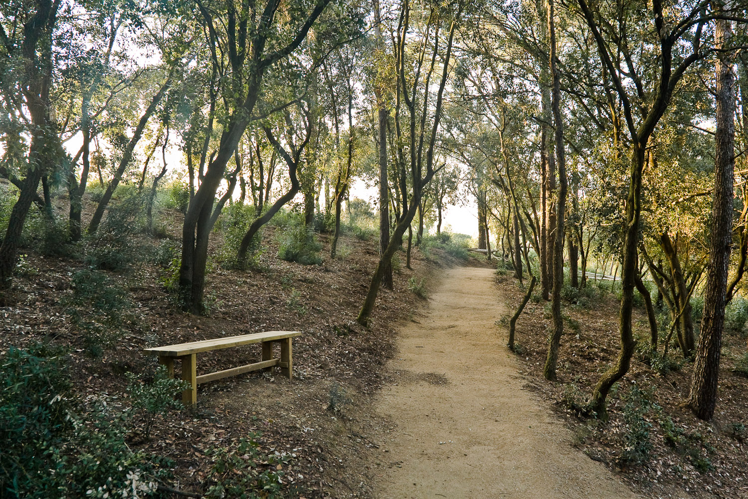 bosc de les cendres collserola