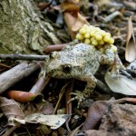 Cementiris de Barcelona. Cementiri és natura