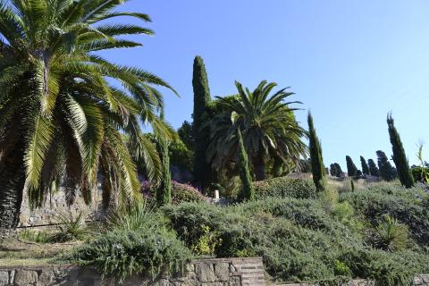 Imagen arboles y plantas del cementiri de Montjuïc