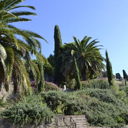 Imatge arbres i plantes del cementiri de Montjuïc